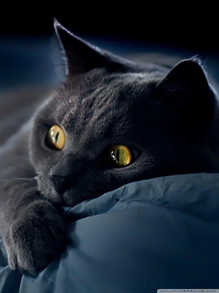 768x1024 Black Cat For Mobile Wallpaper