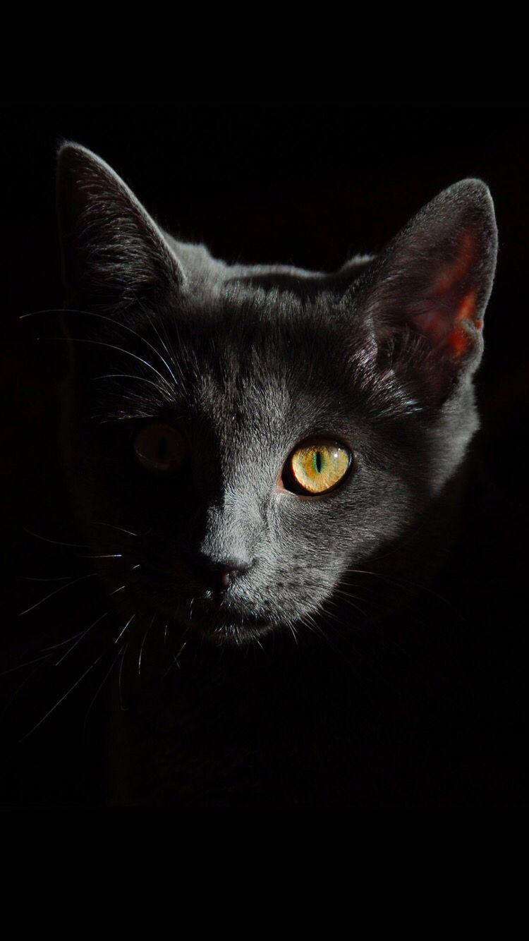 750x1334 Cat Wallpaper iPhone X