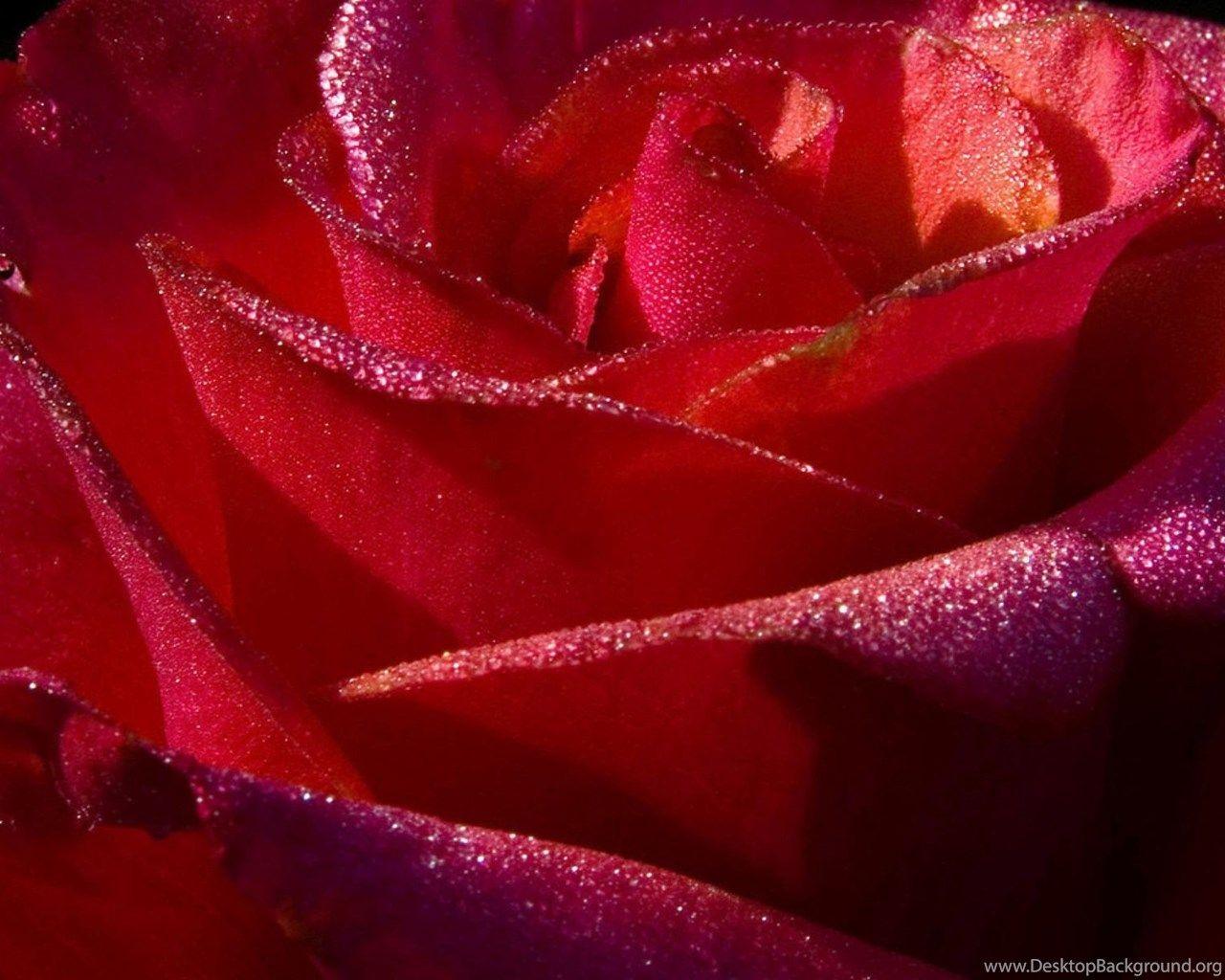 1280x1024 Shiny Red Rose Wallpaper Flower Wallpaper Desktop Background