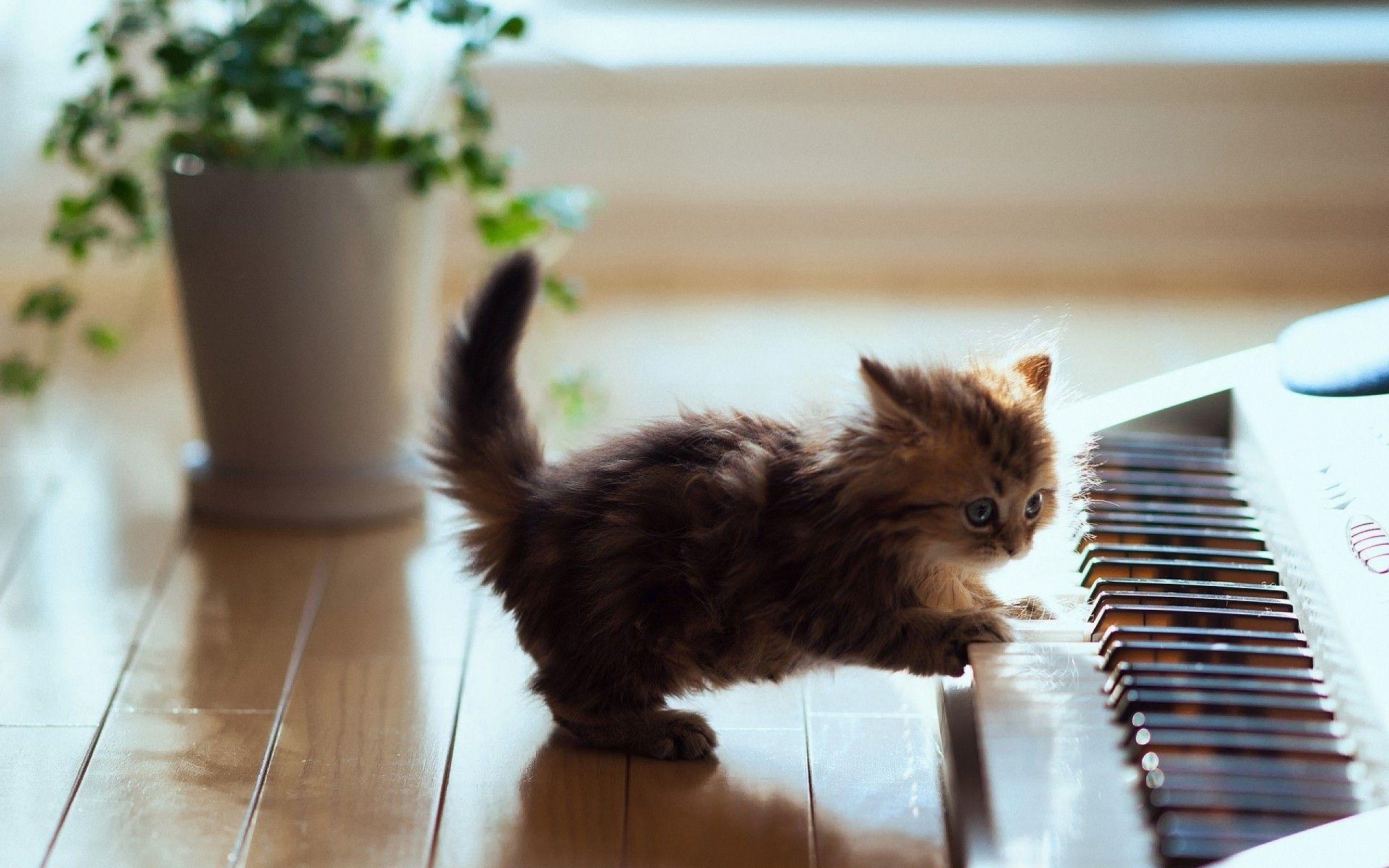 1920x1200 animals, Cat, Kittens, Baby Animals, Piano Wallpaper HD / Desktop and Mobile Background
