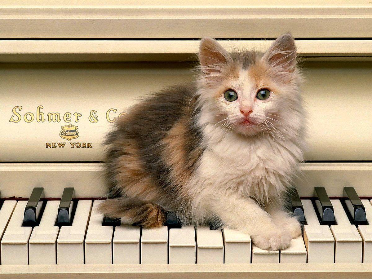 1200x900 Cats, Kittens, Musical Instrument wallpaper. FREE Best pics