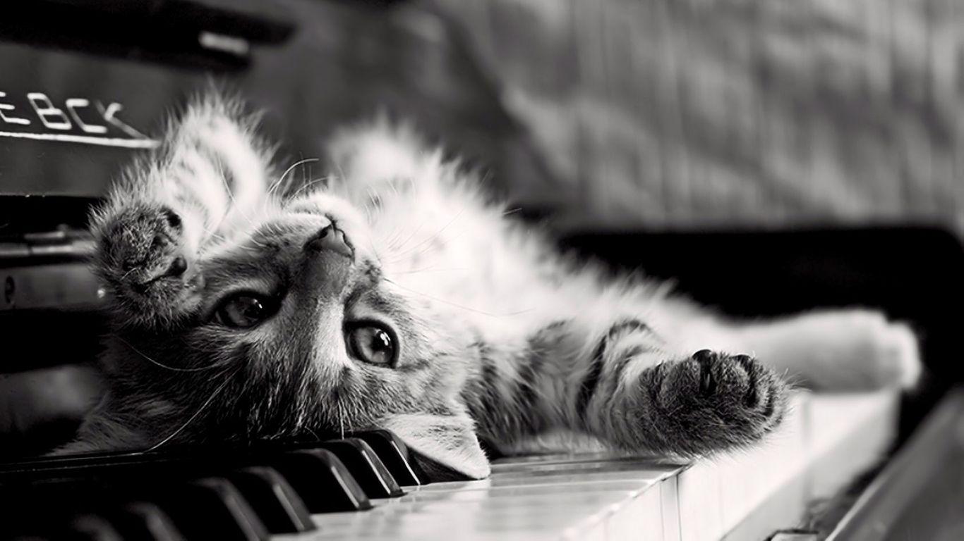 1366x768 Cat Playing Piano High Definition Wallpaper 19251