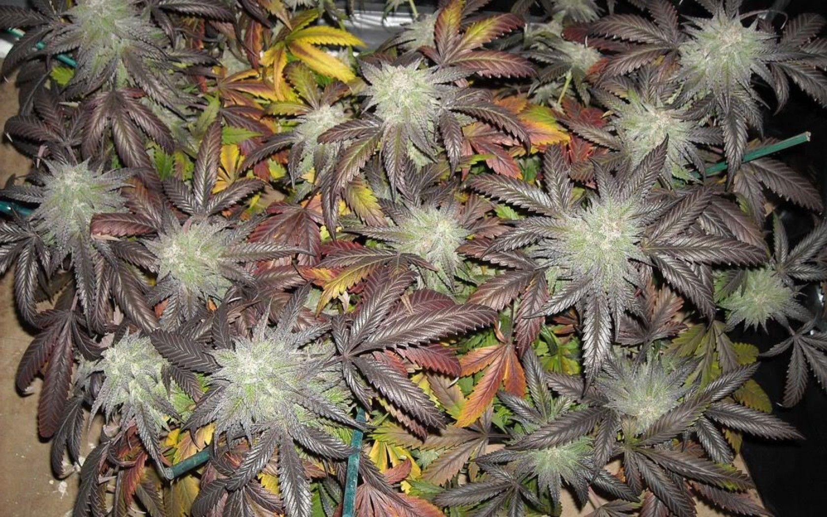 1680x1050 blackberry, Kush, Strain, Marijuana, Weed, Ganja Wallpaper HD / Desktop and Mobile Background
