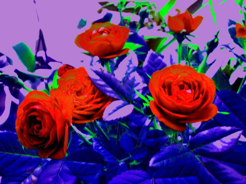 1024x768 Psychedelic Roses