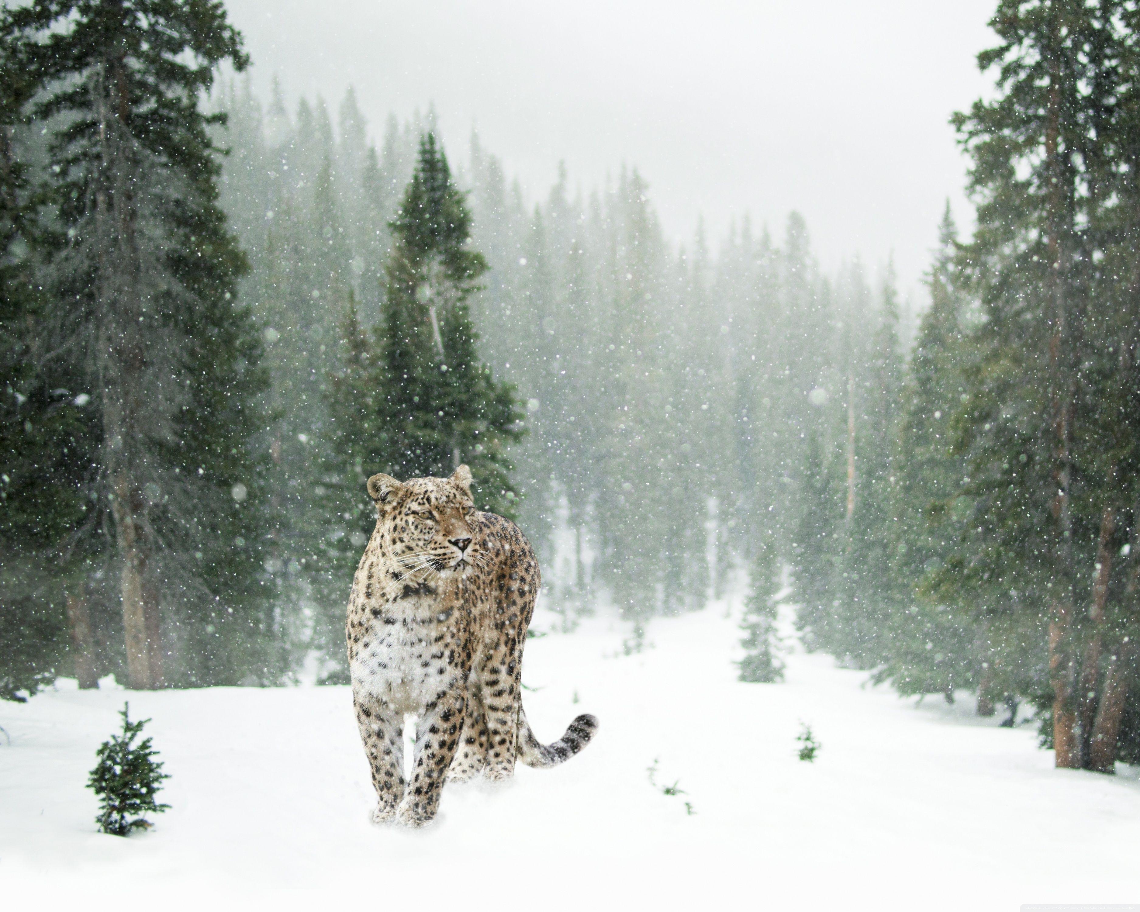 3750x3000 Persian Leopard, Winter ❤ 4K HD Desktop Wallpaper for 4K Ultra HD
