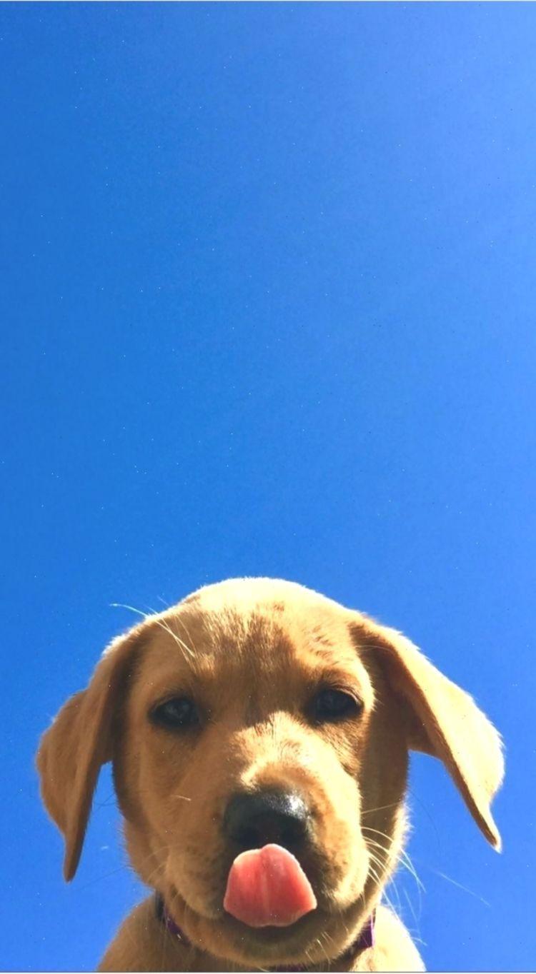 750x1364 Dog Wallpaper are added. Beautiful and cute dogs for your mobile phone. Follow #Dogs #added #animals #Beautiful #. Dog wallpaper, Cute dogs, Cute dog wallpaper