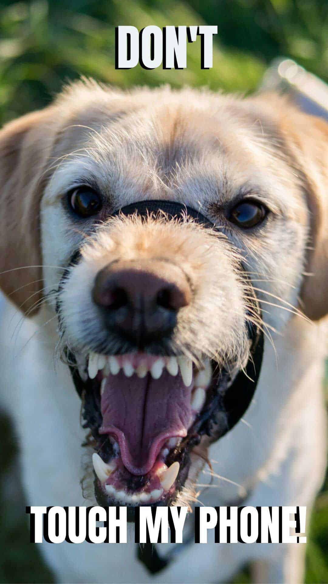 1080x1920 Dog Friend Wallpaper