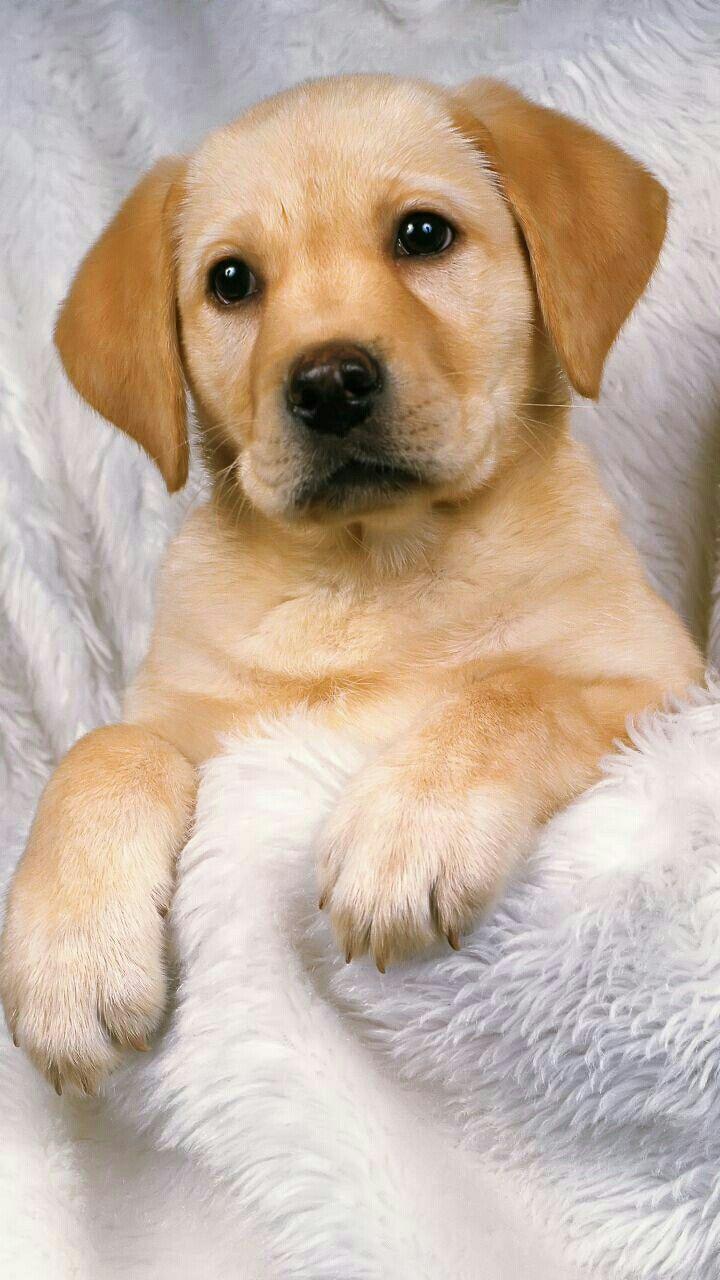 720x1280 Dog Wallpaper are added. Beautiful and cute dogs for your mobile phone. Follow us on Facebook for more beautiful wall. Dog wallpaper, Cute dogs, Cute wallpaper
