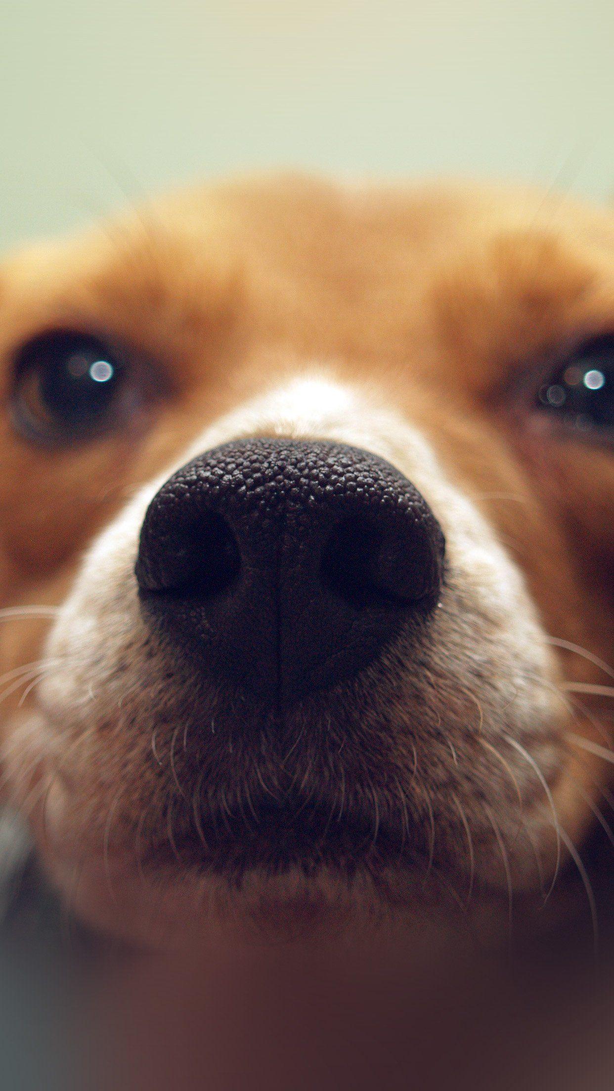 1242x2208 Dog Phone Wallpaper