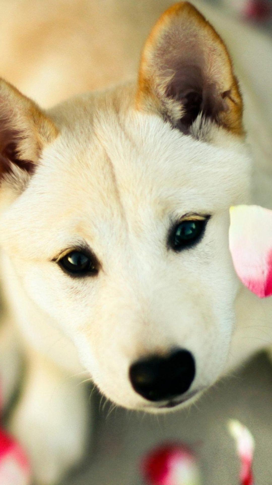 1080x1920 Cute Wallpaper Of Dog HD Wallpaper