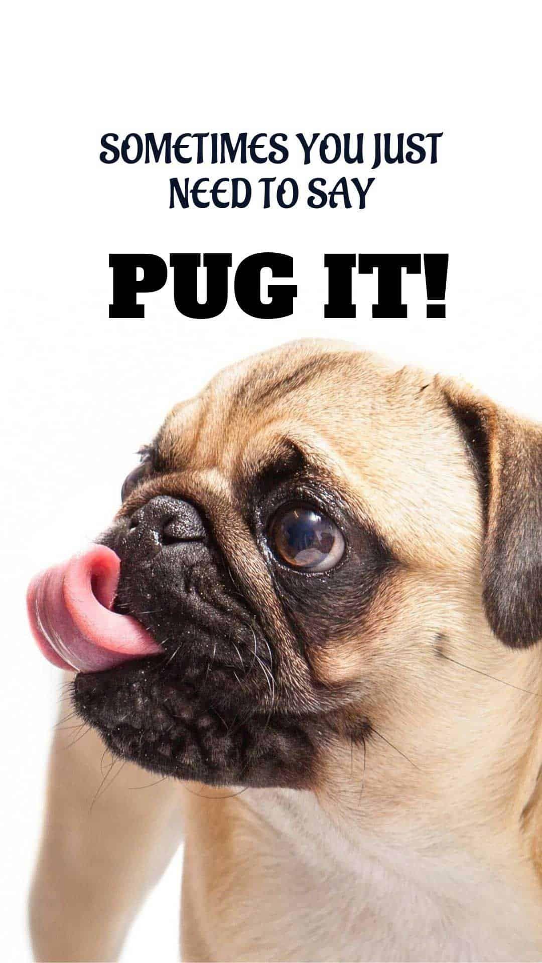 1080x1920 free dog wallpaper i phone and Android. 20 HD Sized homescreen wallpaper Dog Picture. Dog phone, Dog wallpaper, Dogs