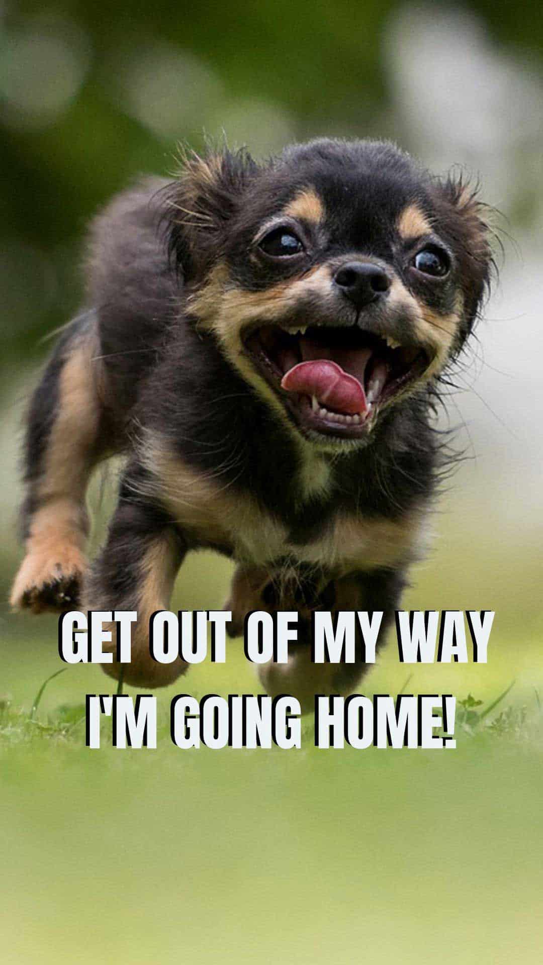 1080x1920 Puppy Cute Wallpaper Home Screen Dog