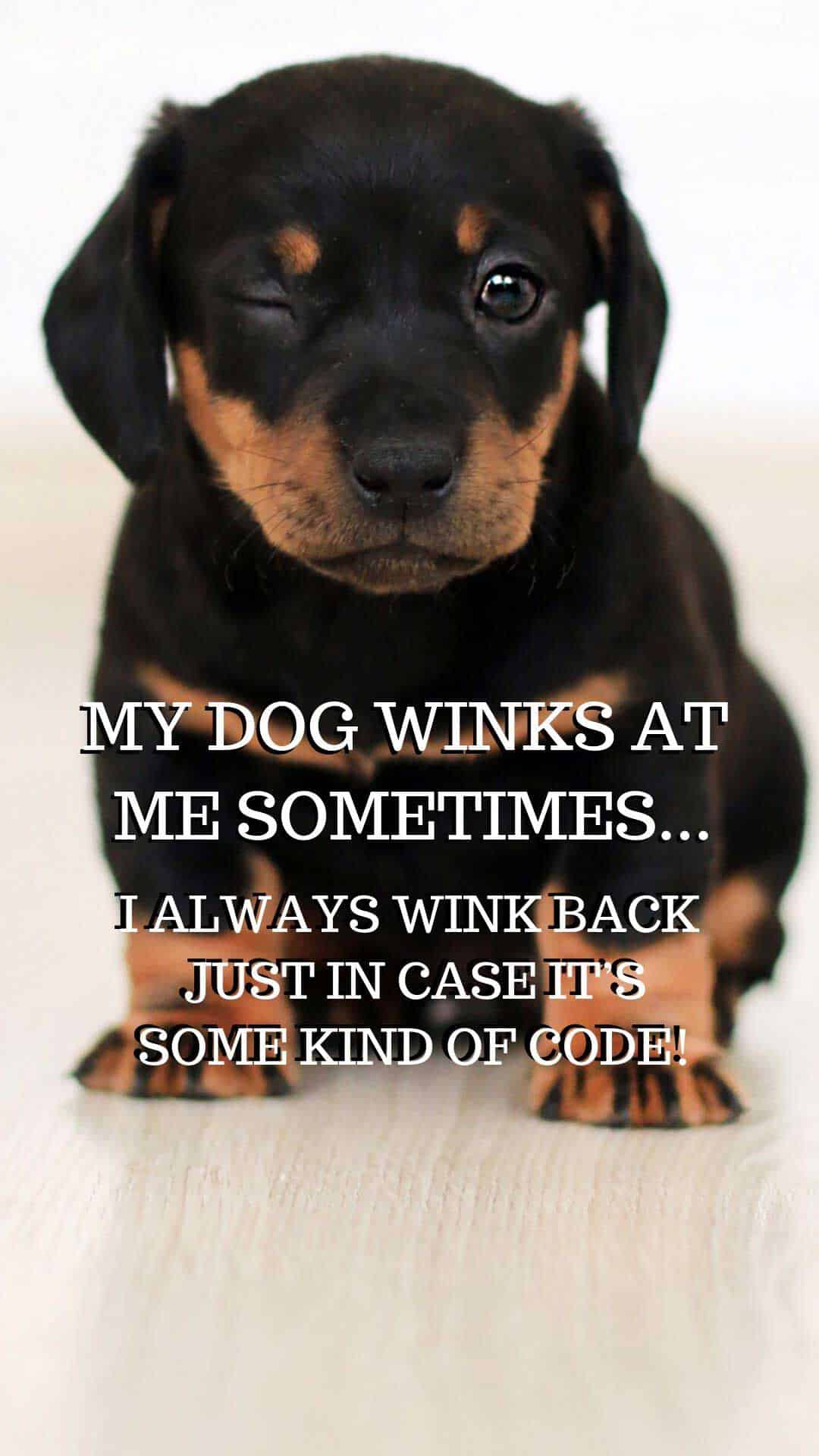 1080x1920 Funny Dog Saying Of Free Phone Wallpaper For I Phone You For Your Listening HD Wallpaper