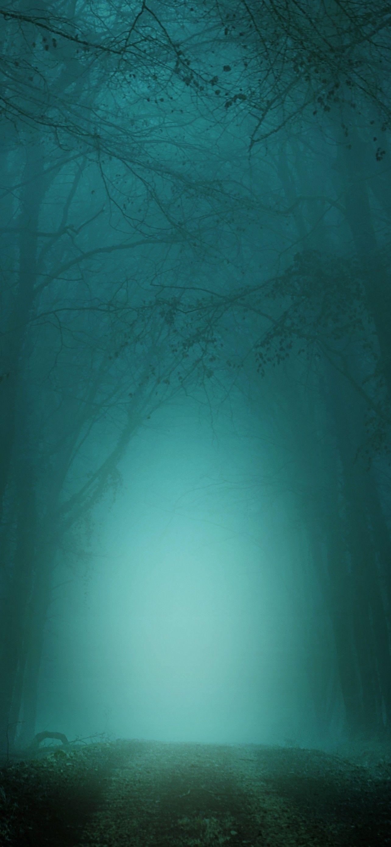 1284x2778 Forest 4K Wallpaper, Path, Foggy, Morning, Teal, Cold, Turquoise, Trees, 5K, Nature
