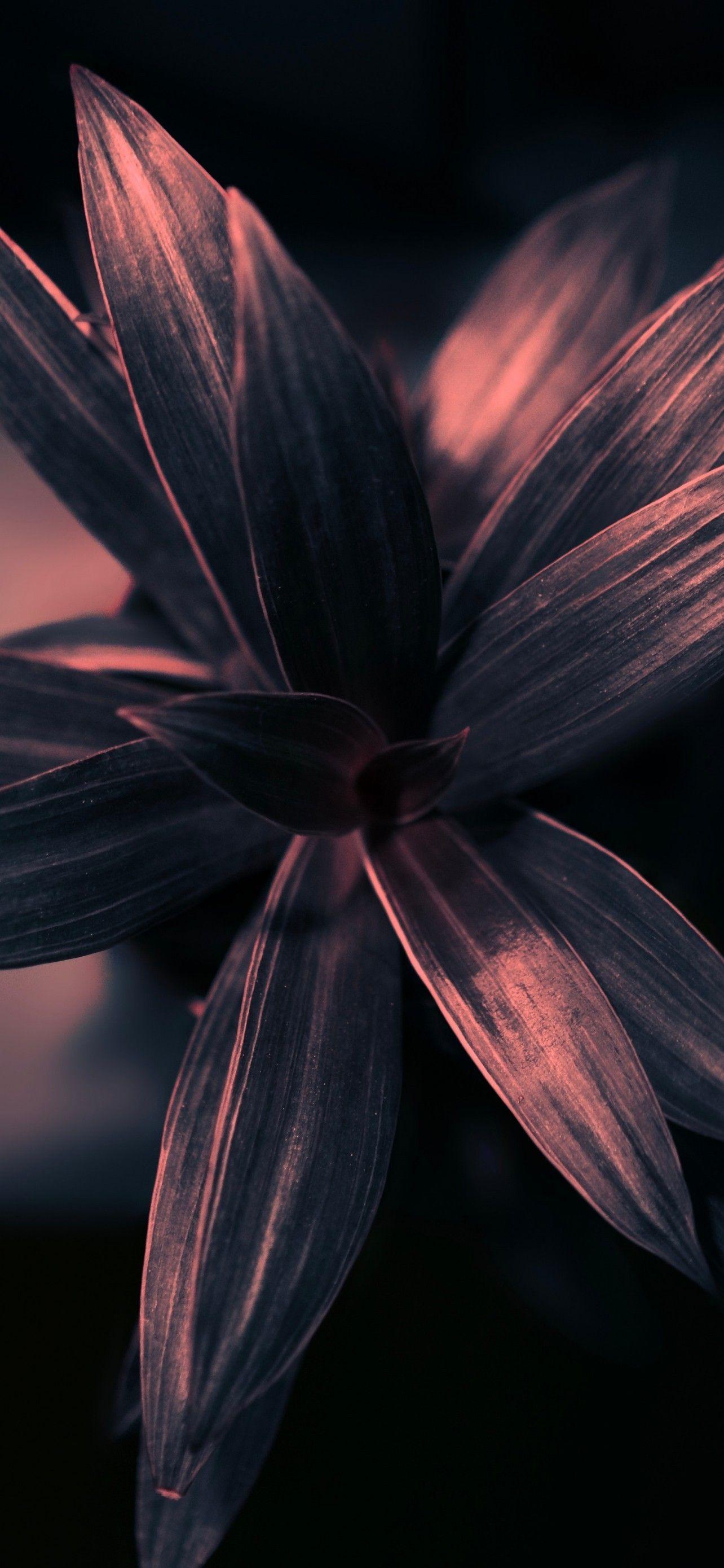 1284x2778 Download 1284x2778 Plant, Petals, Leaves, Gloomy, Photography Wallpaper for iPhone 12 Pro Max