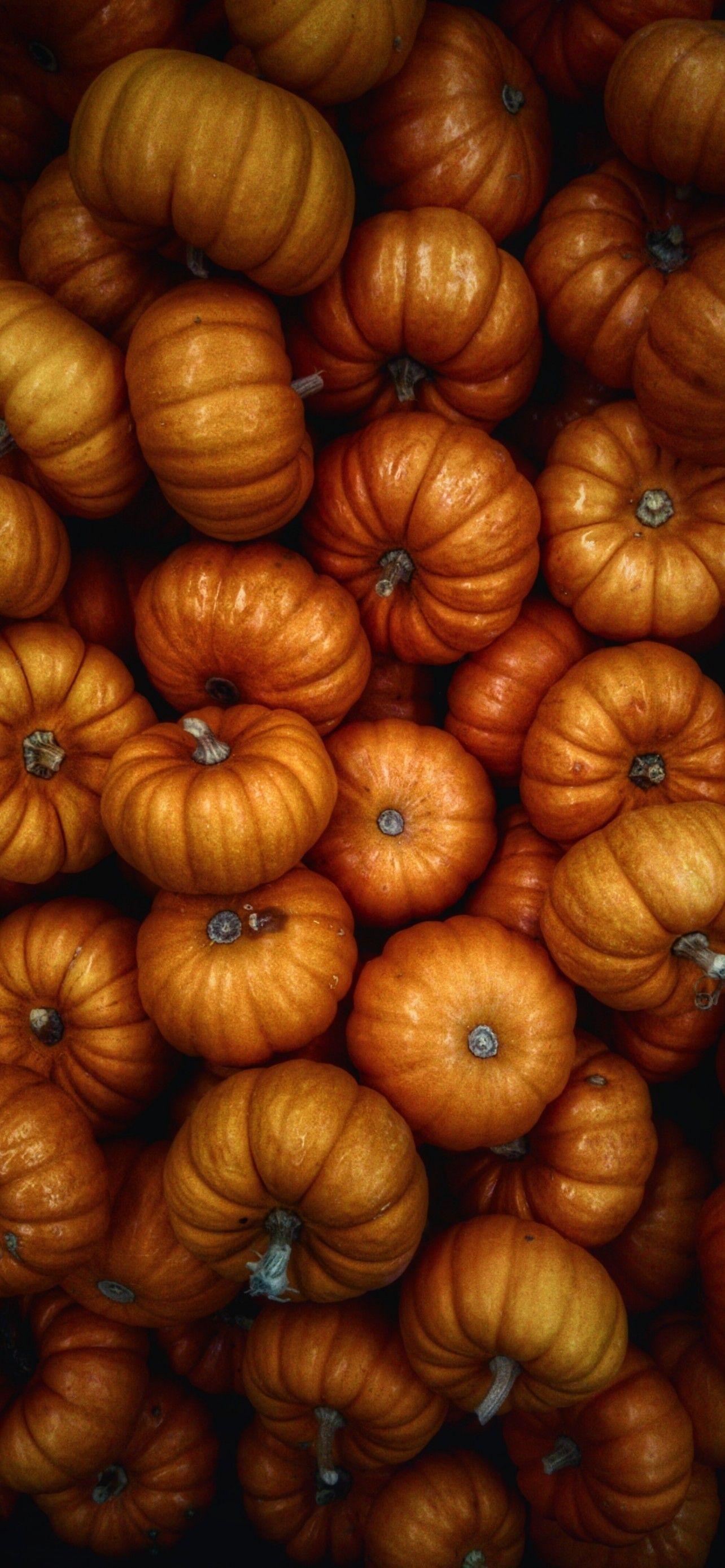 1284x2778 Download 1284x2778 Pumpkins, Halloween, Vegetables, Harvesting Wallpaper for iPhone 12 Pro Max