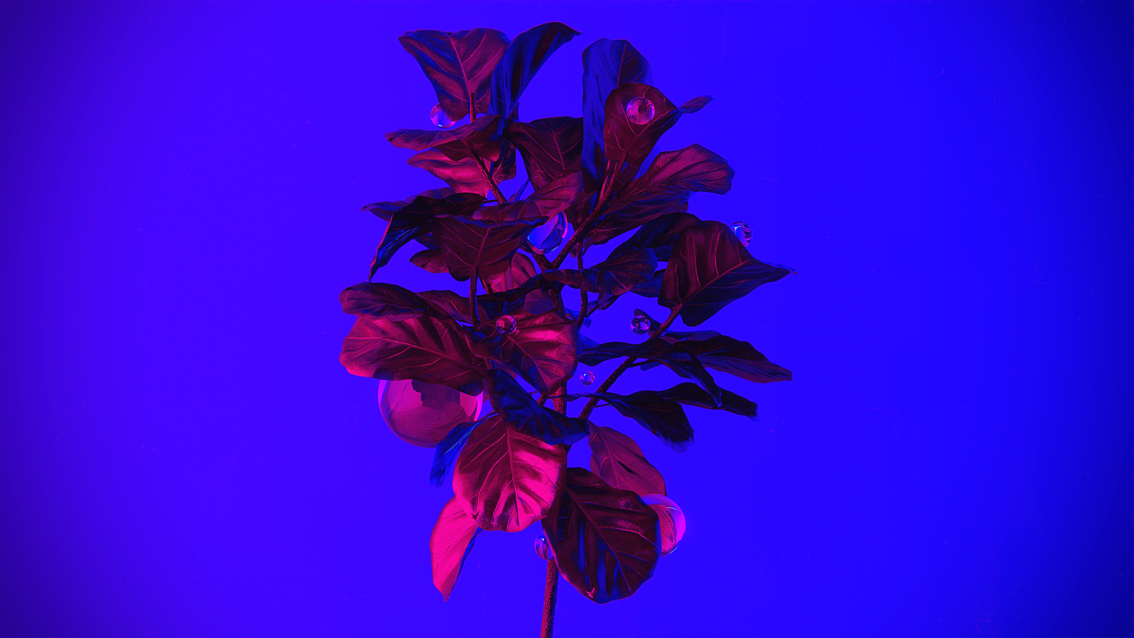 3840x2160 CGi Digital Art Render Rendering Neon Plants Ball Glass Leaves Wallpaper:3840x2160