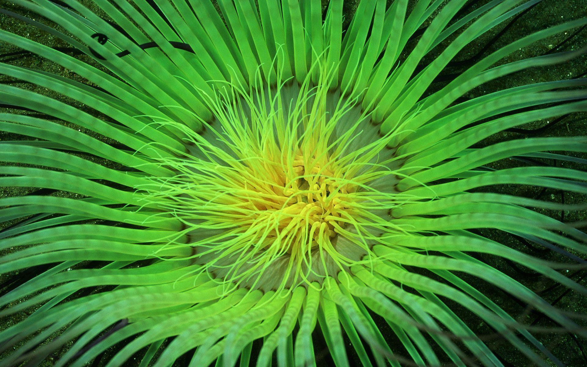 1920x1200 Neon Green Wallpaper