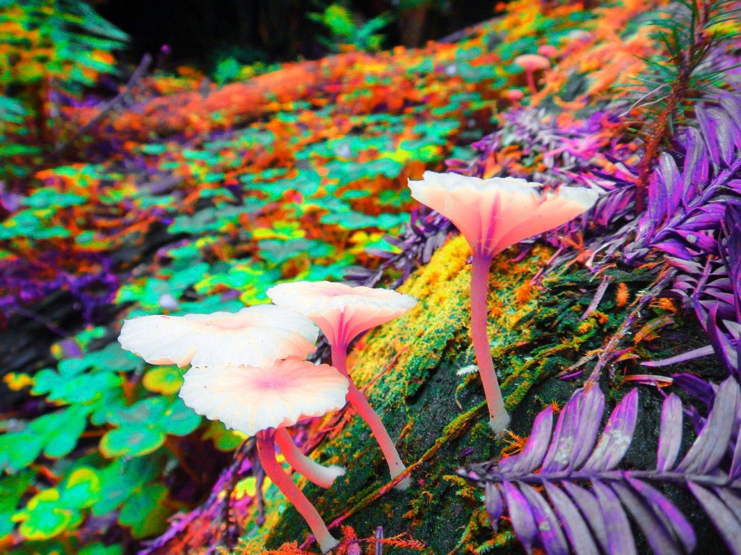 1500x1125 Neon Trippy Mushrooms Wallpaper. Neon Wallpaper, Neon Flowers Wallpaper and Neon Skeleton Wallpaper