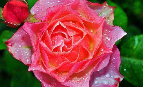 493x300 Nature Flowers Roses Color Bright Close Up Leaves Plants Neon Desktop Background Wallpaper
