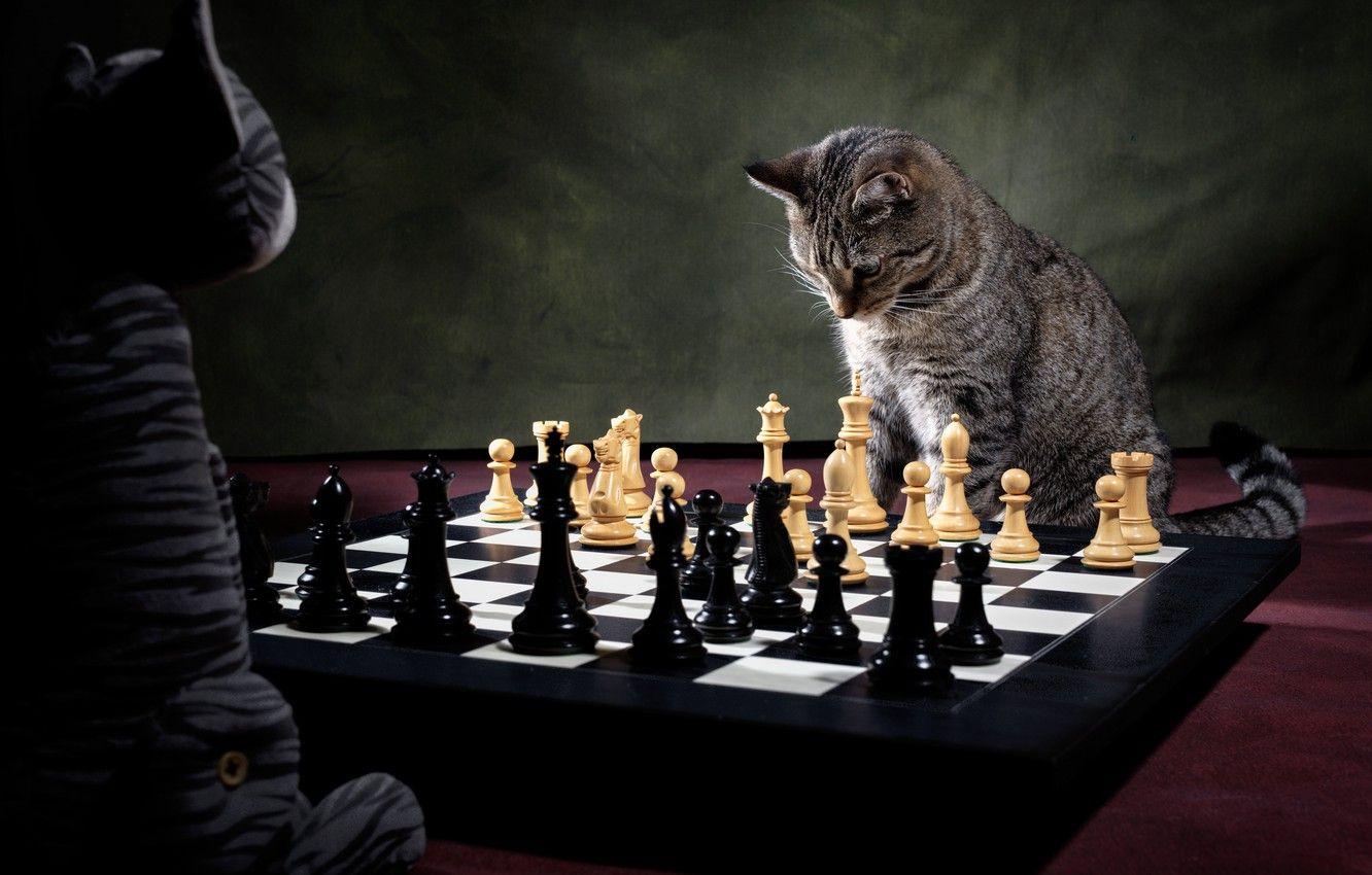 1332x850 Wallpaper cat, toy, the game, chess, chess player, chess game image for desktop, section кошки