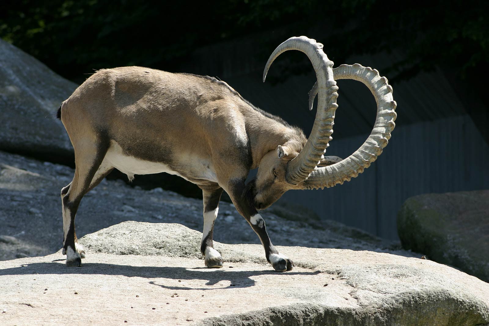 1600x1067 Ibex Wallpaper and Background