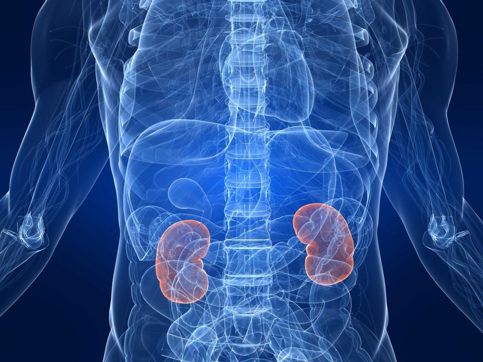 Kidney Wallpapers - Top Free Kidney Backgrounds - WallpaperAccess