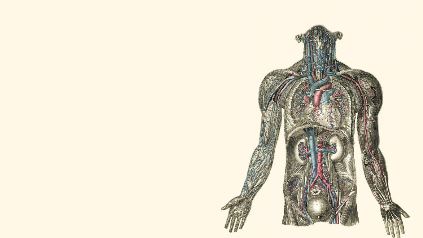1366x768 Free download kidney hearts human body wallpaper 1920x1080 258424 WallpaperUP [1920x1080] for your Desktop, Mobile & Tablet. Explore Human Body Wallpaper. Human Anatomy Wallpaper