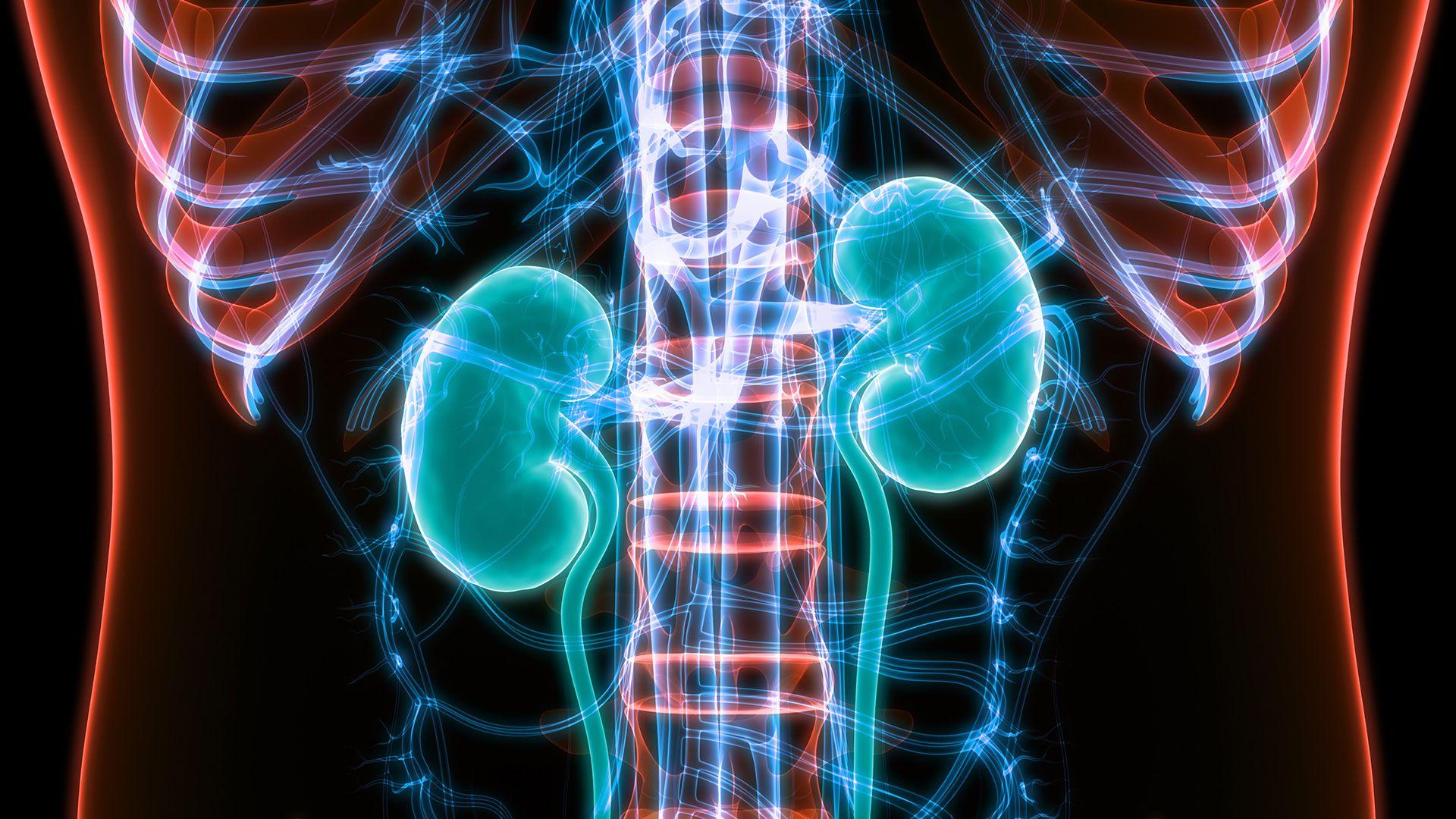 Kidney Wallpapers - Top Free Kidney Backgrounds - WallpaperAccess