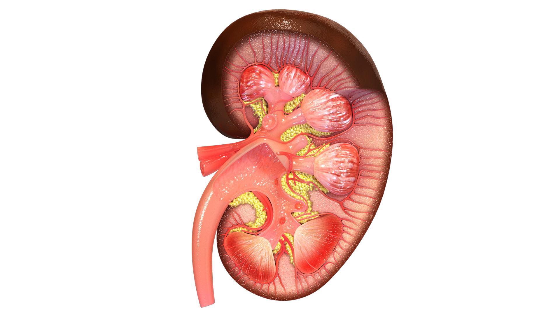 1920x1080 VR Human Kidney for Android