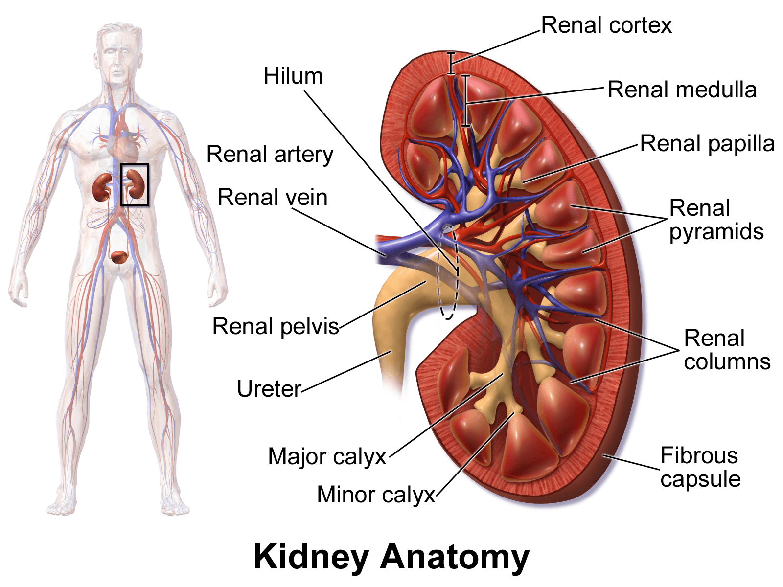 1600x1200 Kidney
