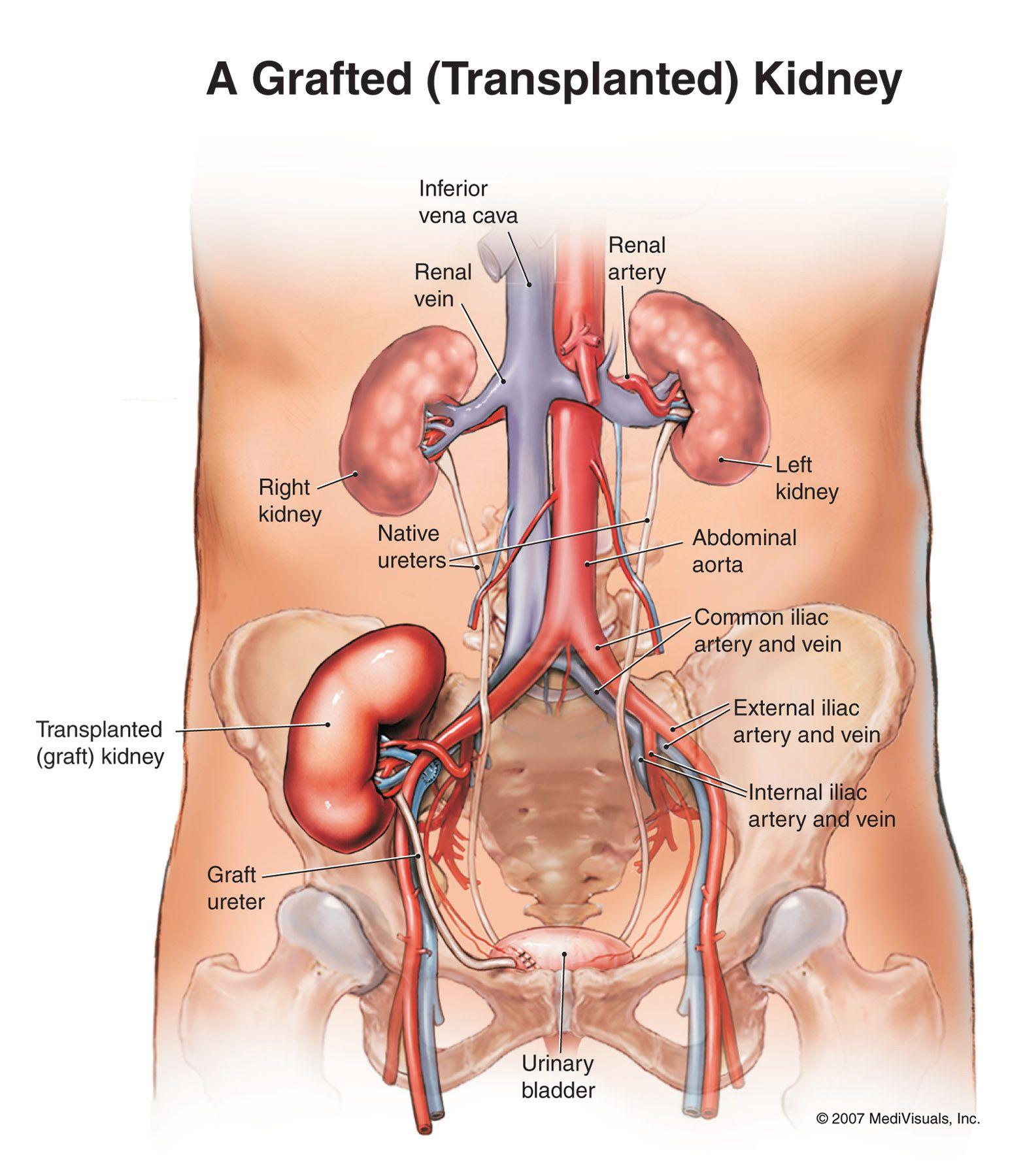 1568x1800 Picture Of The Human Anatomy.info. Human body organs, Anatomy organs, Human anatomy picture