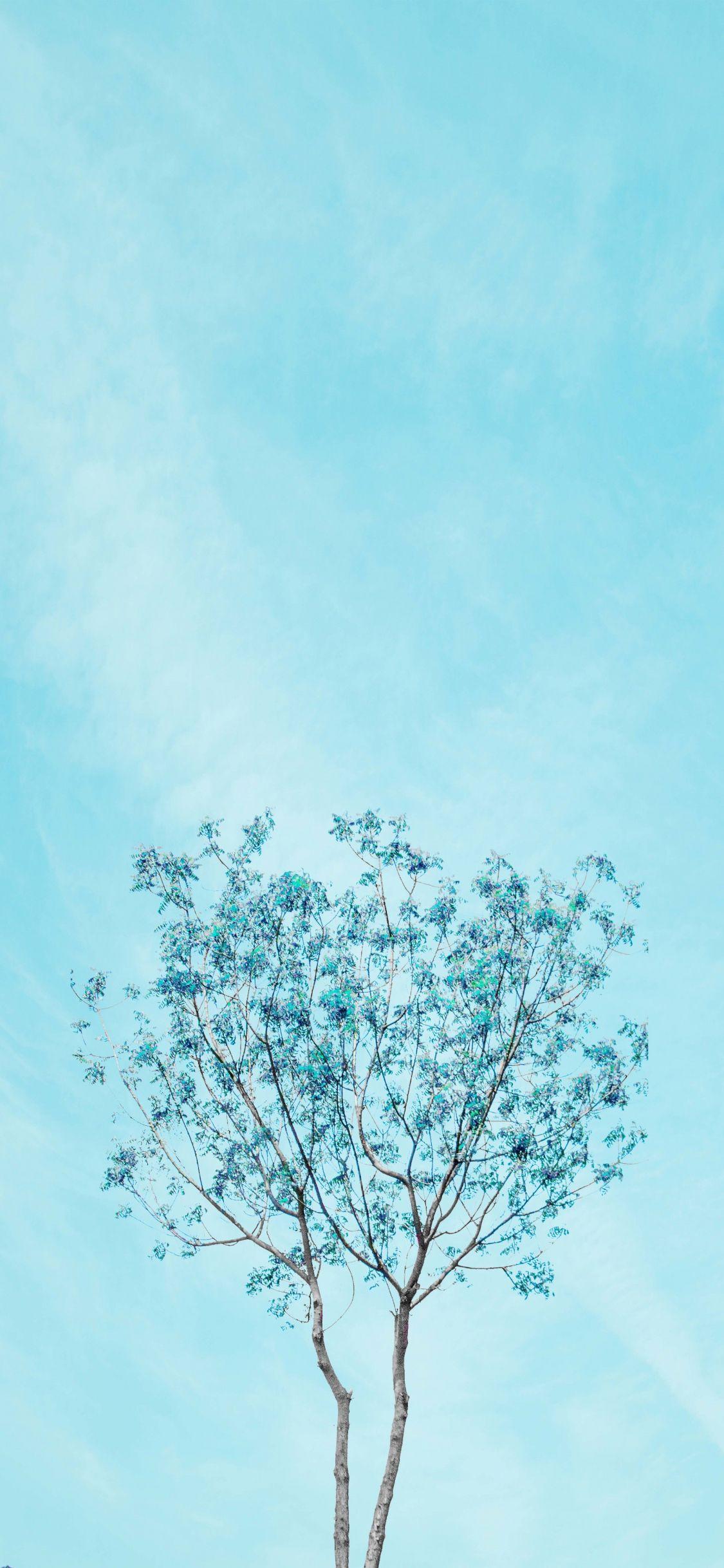 1125x2436 Free download Pacific foliage Wallpaper tabletphone Blue wallpaper [2880x5120] for your Desktop, Mobile & Tablet. Explore Minimalist Aesthetic Wallpaper. Minimalist Aesthetic Wallpaper, Minimalist Background, Aesthetic Wallpaper