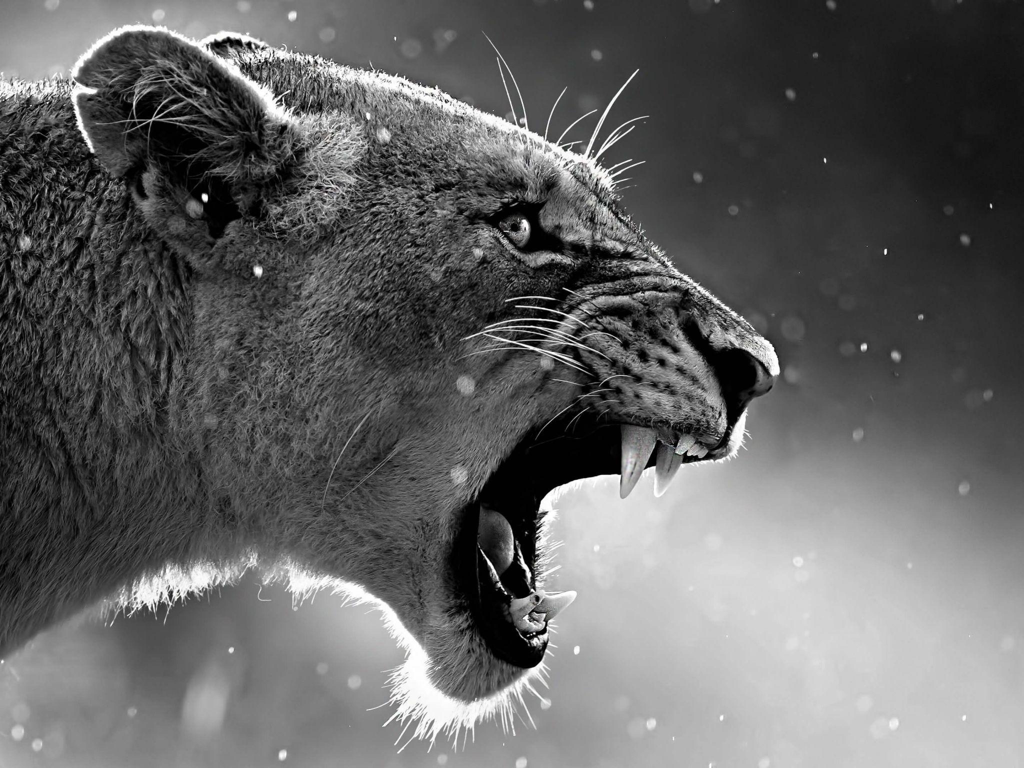 2048x1536 Wallpaper 4k Lion Roaring 4k animals wallpaper, forest wallpaper, king wallpaper, lion wallpaper, roar wallpaper