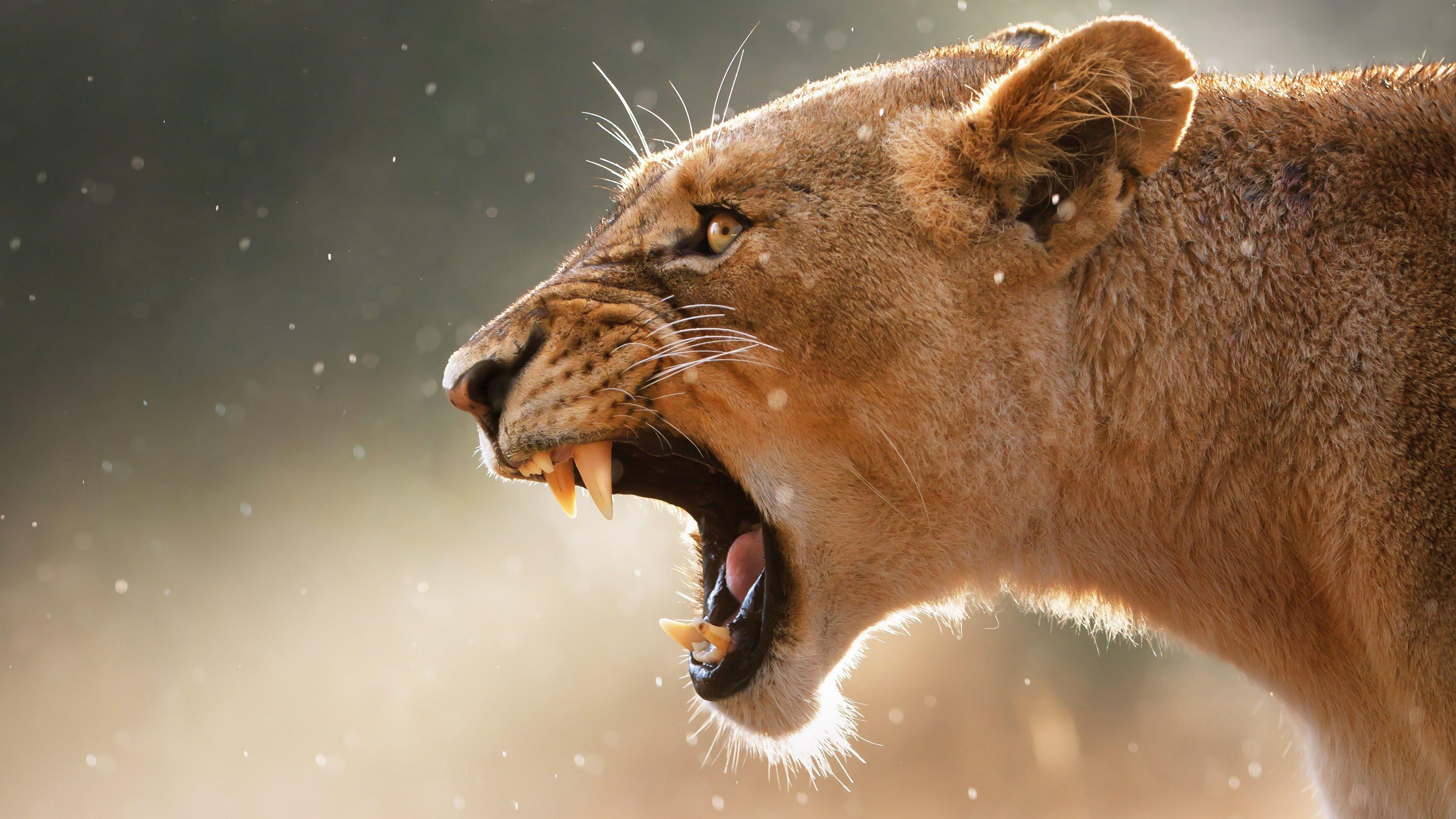 5120x2880 Lioness Lion Roar 4K Wallpaper