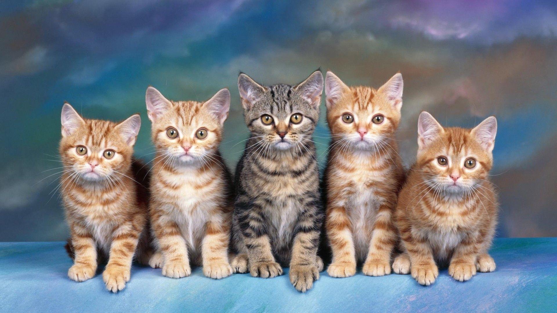1920x1080 Nice Picture Of Cats HD Cat Wallpaper. HD Wallpaper [1920x1080]