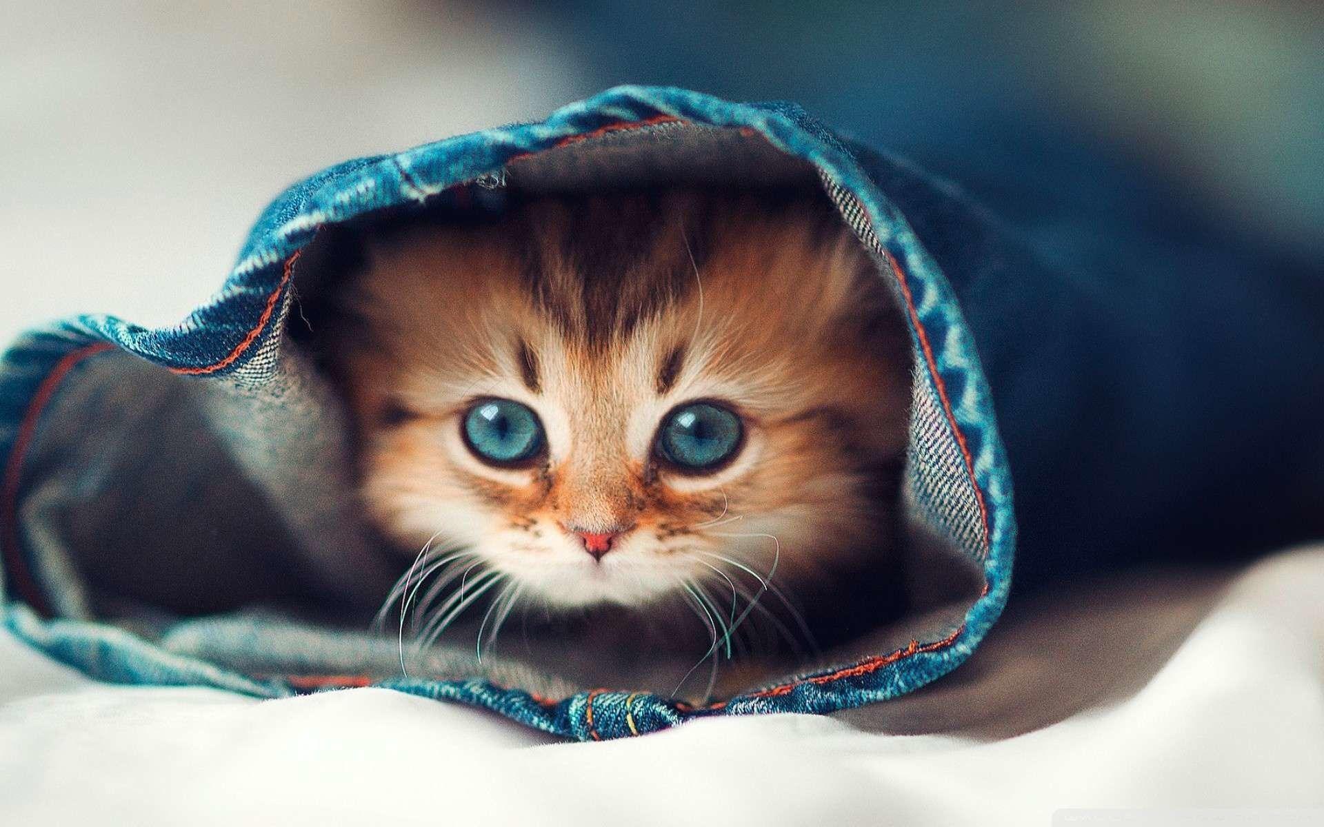 1920x1200 Cat Wallpaper Background Data Src Free Download Cat HD Wallpaper 1080p