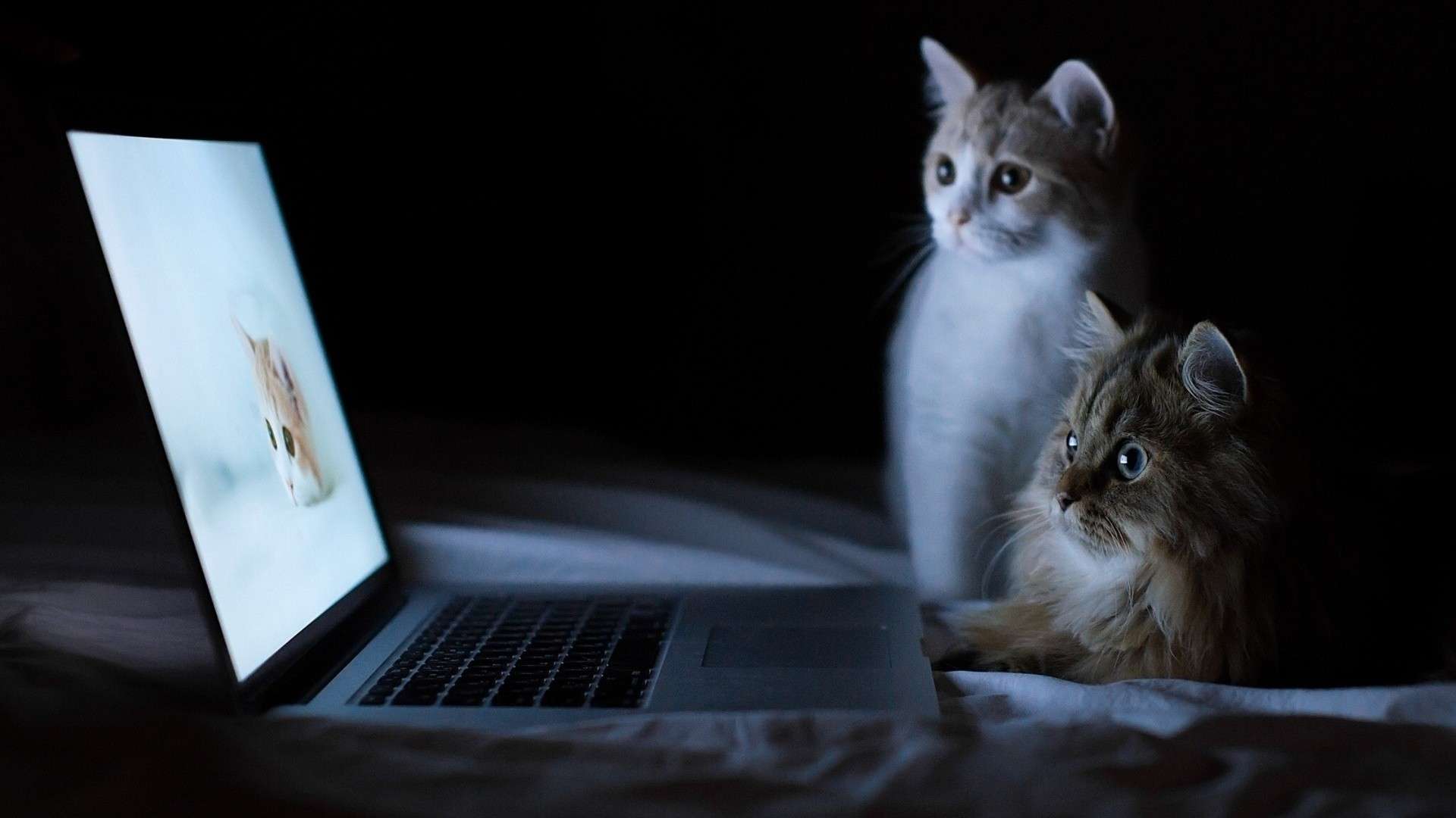 1920x1080 Cat Wallpaper PC