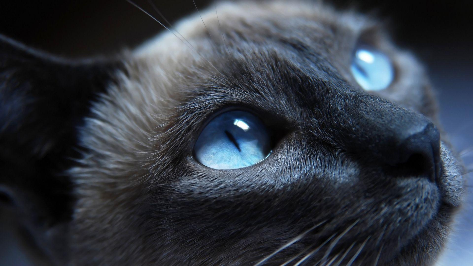 1920x1080 Blue Eye Cat HD Wallpaperx1080