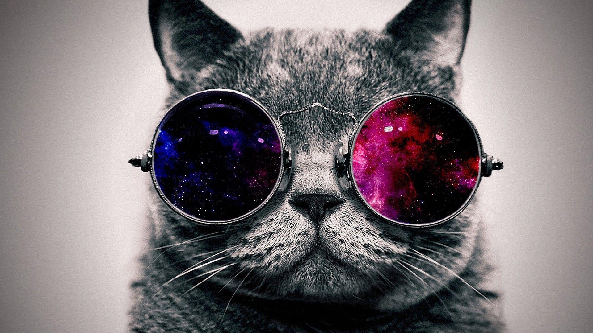 1920x1080 Wallpaper cat, face, glasses, thick. Glasses wallpaper, Cat glasses, Hipster cat