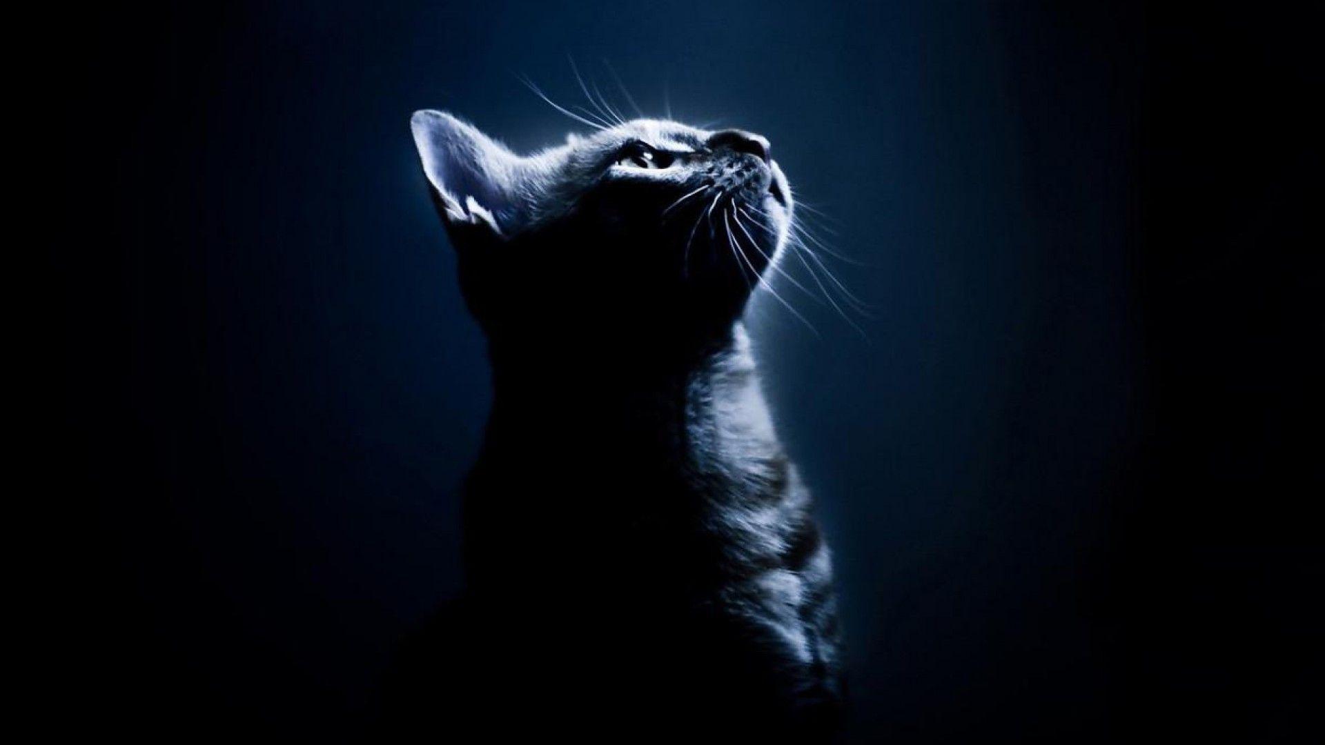 1920x1080 Black Cat Desktop Wallpaper