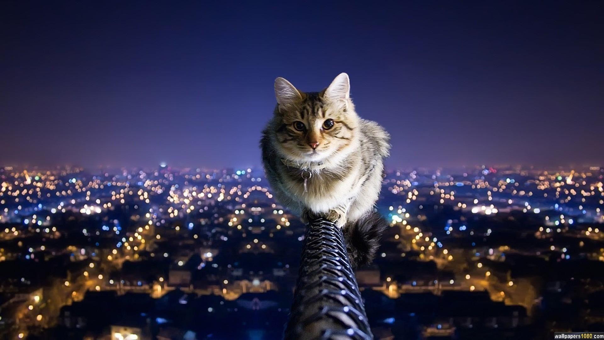1920x1080 Cat Wallpaper Windows 10