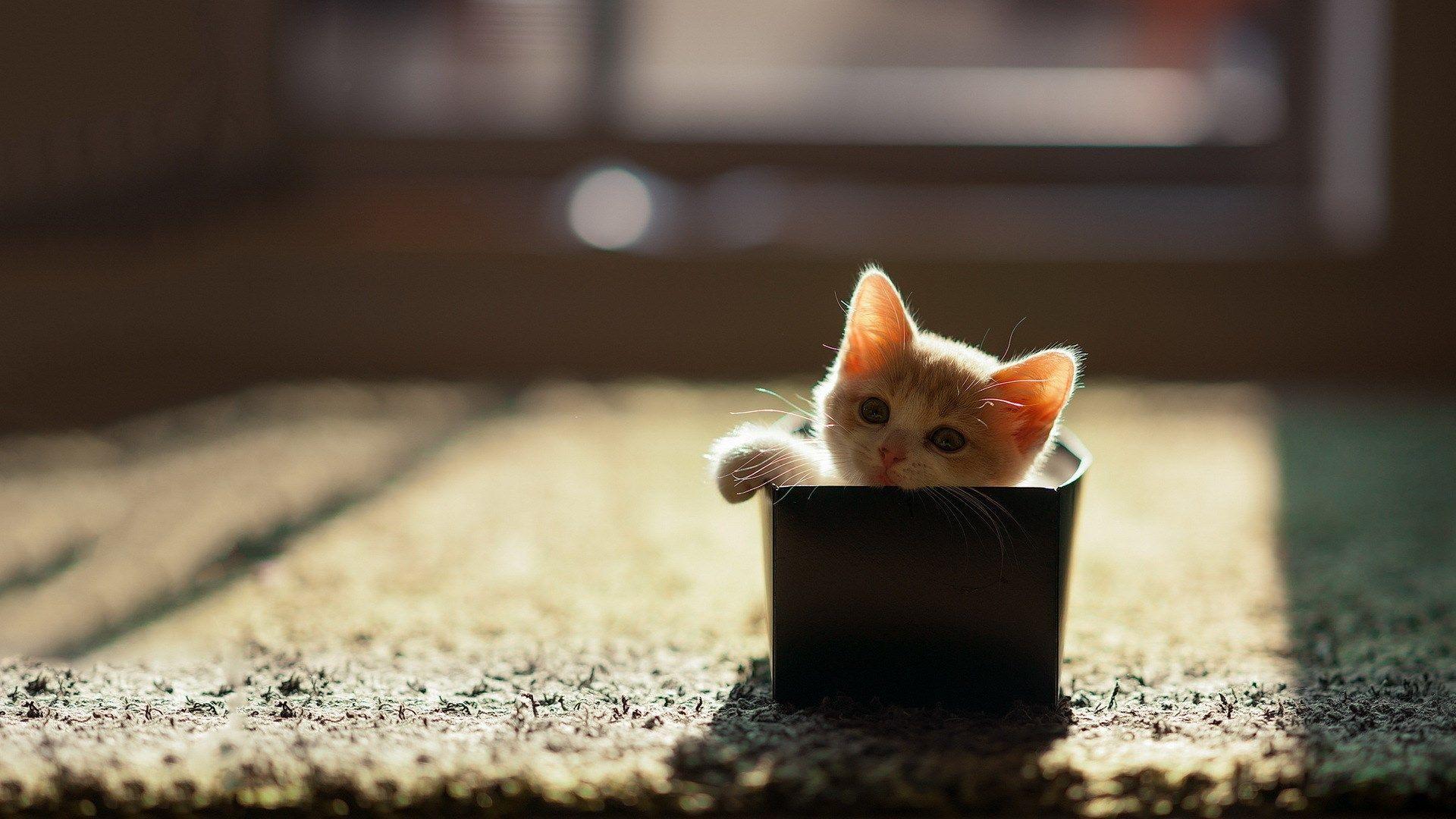 1920x1080 Little Cat Image HD