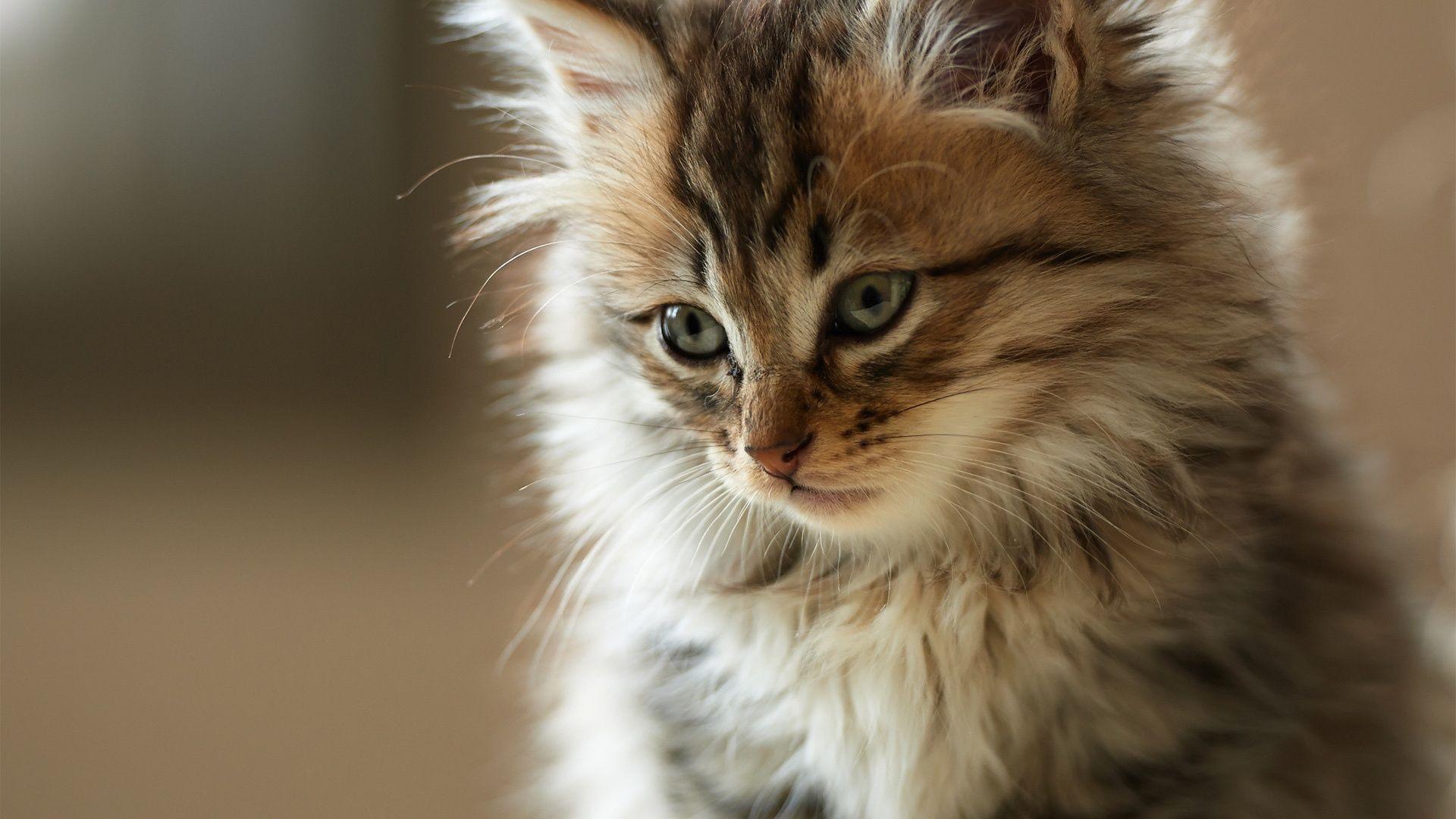 1920x1080 Full HD p Cat Wallpaper HD, Desktop Background 1920x1080