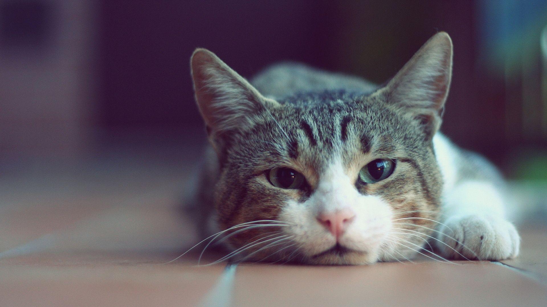 1920x1080 Cat Wallpaper 1920x1080