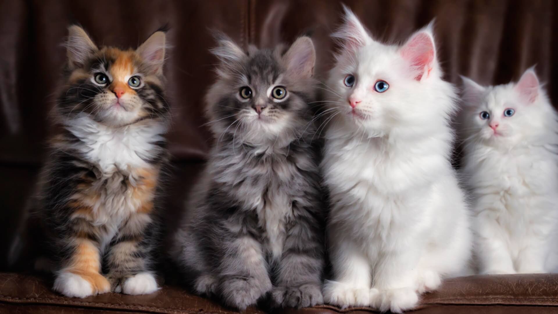 1920x1080 Cats Wallpaper [1920x1080]