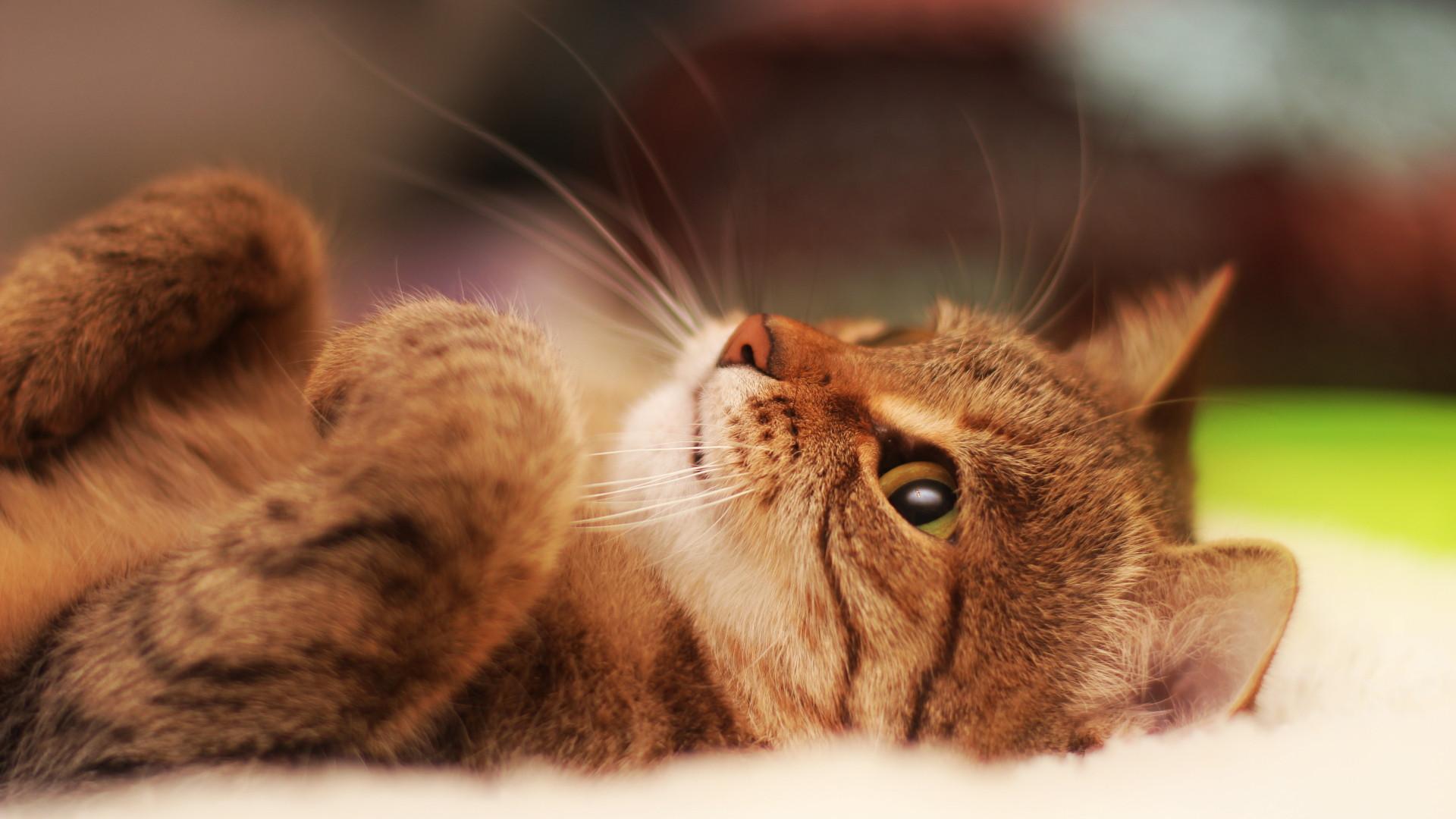 1920x1080 cat, lying, cool cat 1080P Laptop Full HD Wallpaper, HD Animals 4K Wallpaper, Image, Photo and Background