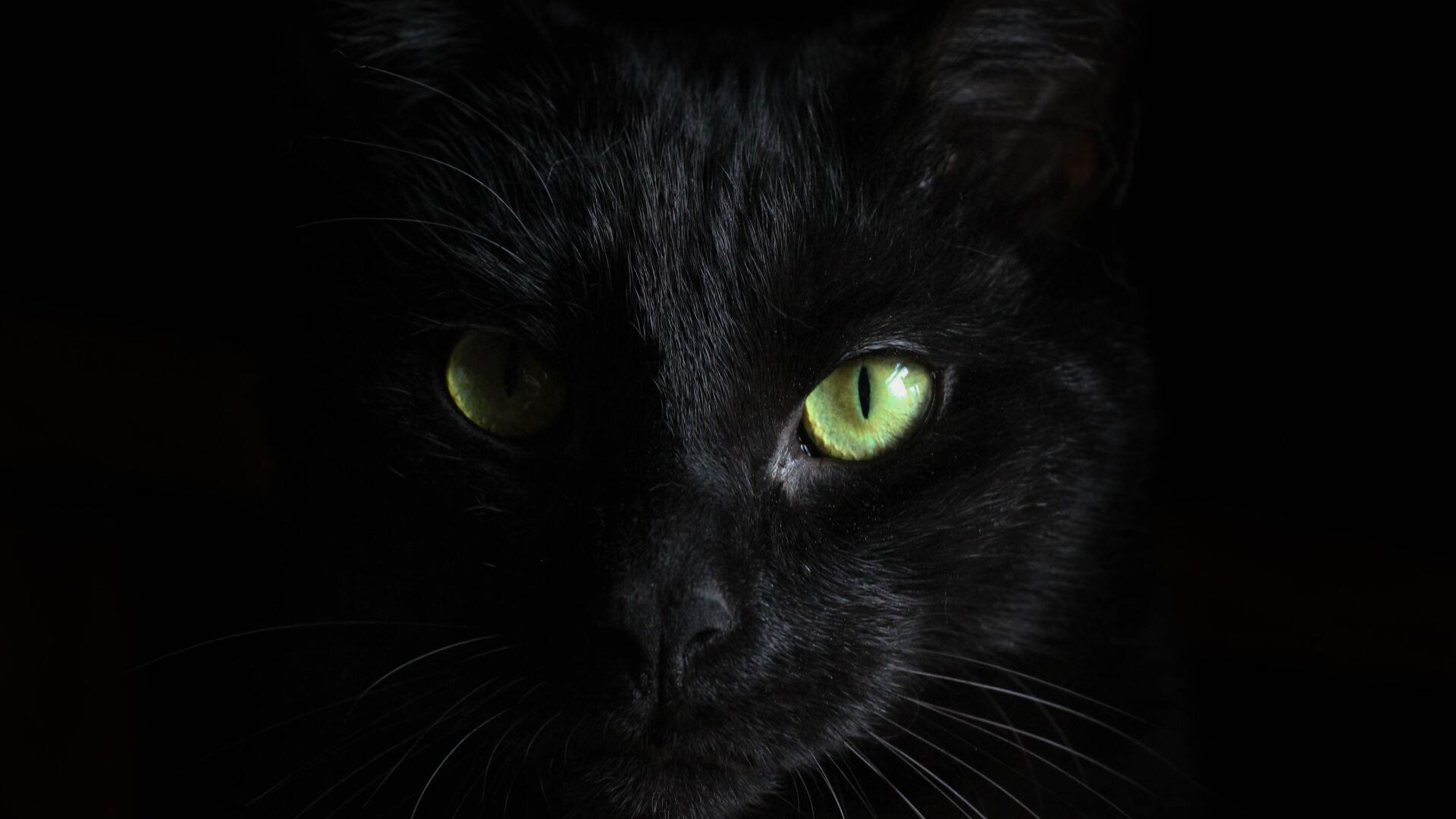 1920x1080 Black Cat Green Eyes Laptop Full HD 1080P HD 4k Wallpaper, Image, Background, Photo and Picture