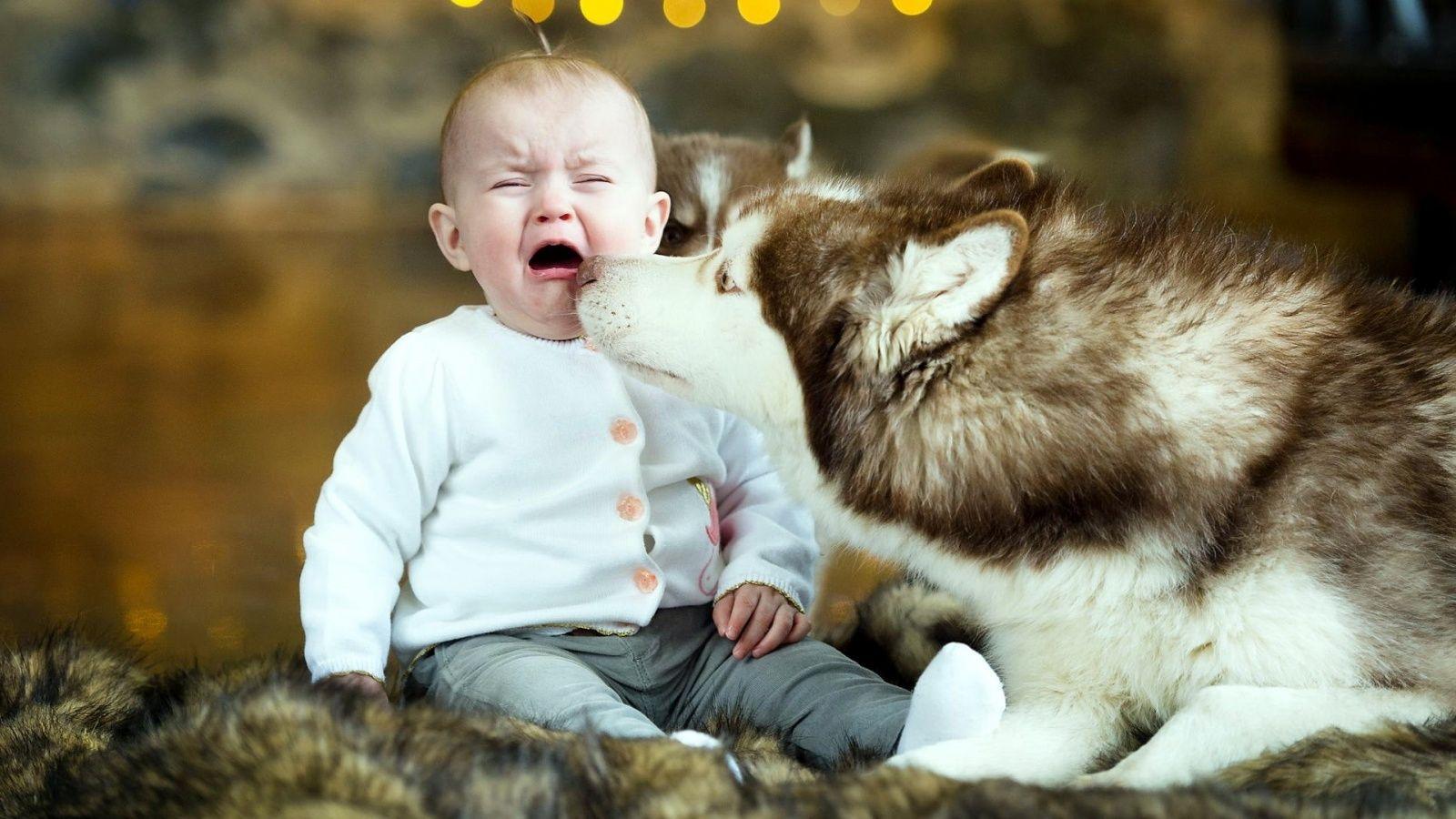 1600x900 Crying Baby And Dog Wallpaper