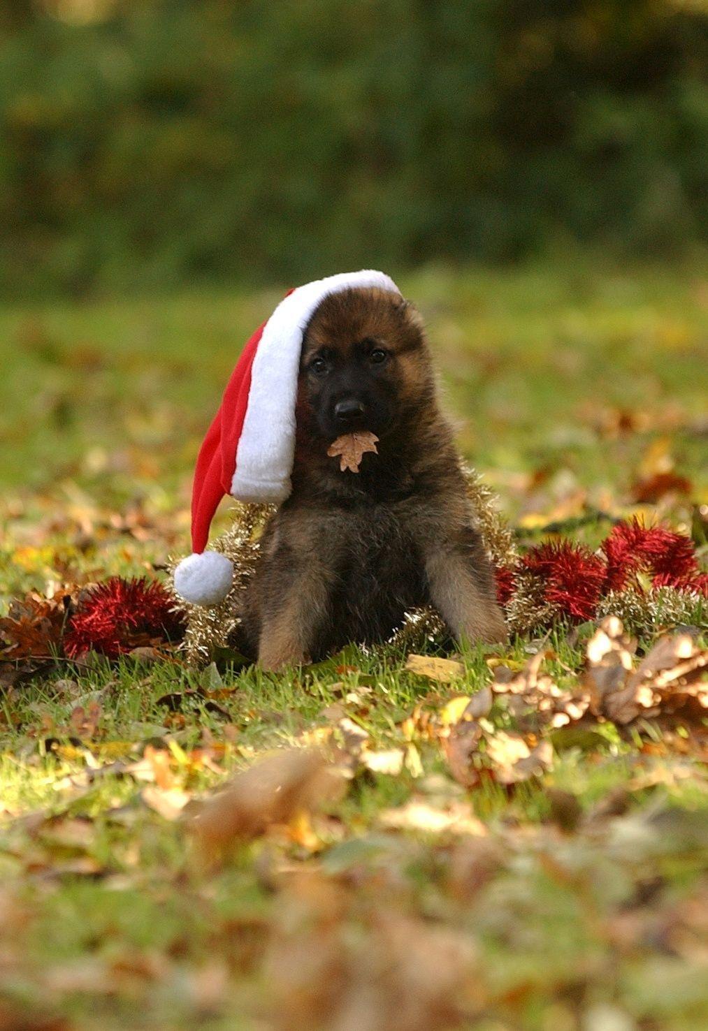 1013x1476 German Shepherd Chirstmas Wallpaper
